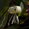 Erythronium White Beauty