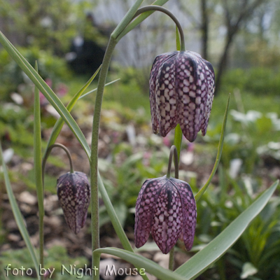 Fritillaria fritillaria