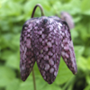 Fritillaria fritillaria