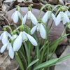 Galanthus galanthus