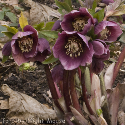 Helleborus abchasicus