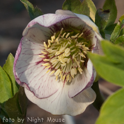 Helleborus Bollene