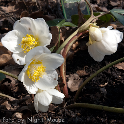 Helleborus Buis