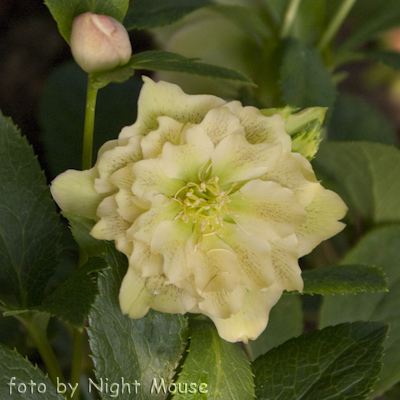 Helleborus Flamingo