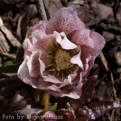 Helleborus Frilly Kitty