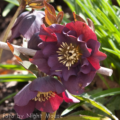 Helleborus Fruhlingsglut