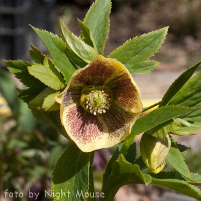 Helleborus Fruhlingsleuchten