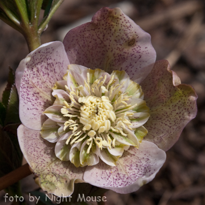 Helleborus Fruhlingsrockchen