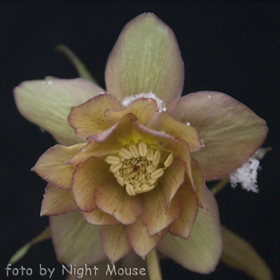 Helleborus Grunfink