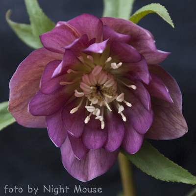 Helleborus Hard Rock