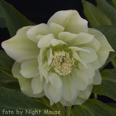 Helleborus Hochzeitskleid