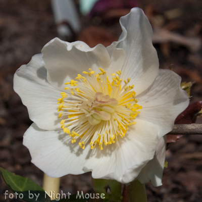 Helleborus Jacob Royal