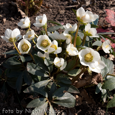 Helleborus Joshua