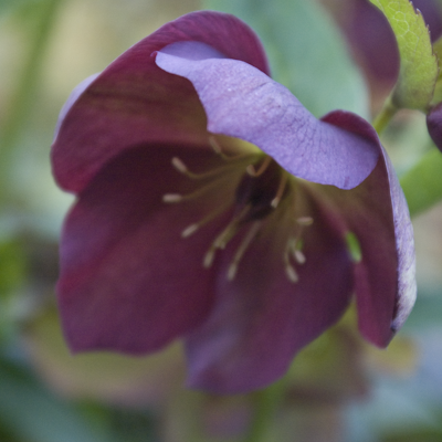 Helleborus Joy hibrids