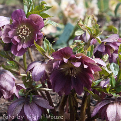 Helleborus Kingston Kardinal