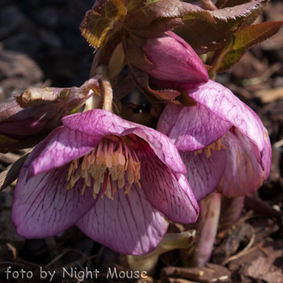 Helleborus Michelangelo`s Picotee