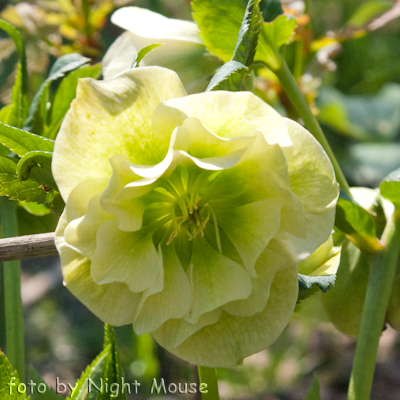 Helleborus Mrs. Betty Ranicar