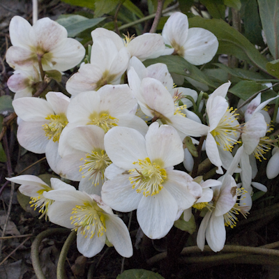 Helleborus Niger