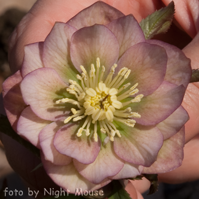 Helleborus Party Dress Schneeeule