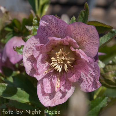 Helleborus Phoebe