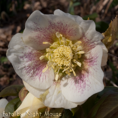 Helleborus Red Spotted Hybrids