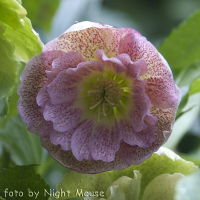 Helleborus Rock`n Roll