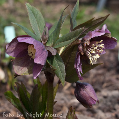 Helleborus Rosenrot