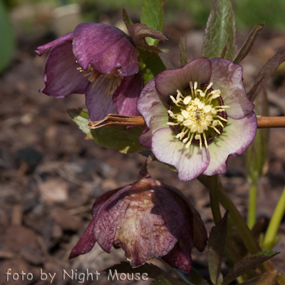 Helleborus Roter Januar