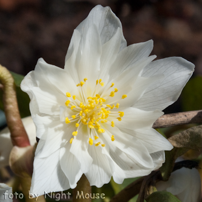 Helleborus Schneetanzer