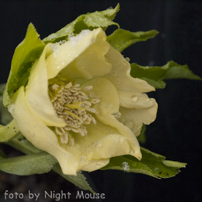 Helleborus Schwefelglanz