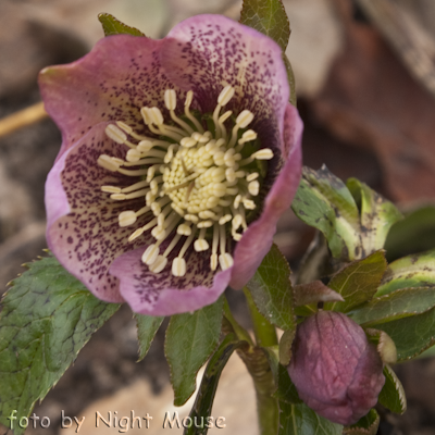 Helleborus Spring Angel