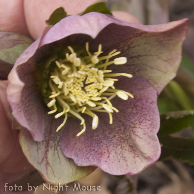 Helleborus Spring Beauty