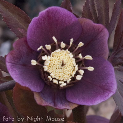 Helleborus Spring Charm