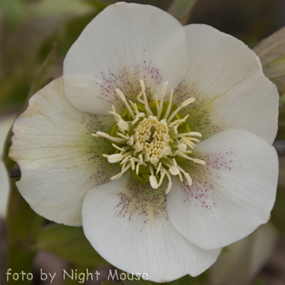 Helleborus Spring Cristal