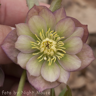 Helleborus Spring Diamond