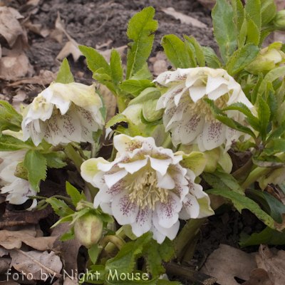 Helleborus Spring Dream