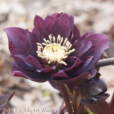 Helleborus Spring Love