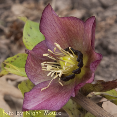 Helleborus Spring Midnight