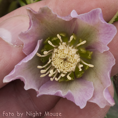 Helleborus Spring Night