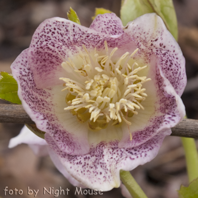 Helleborus Spring Princess