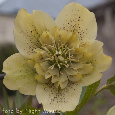 Helleborus Spring Queen