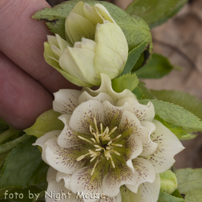 Helleborus Spring Snow