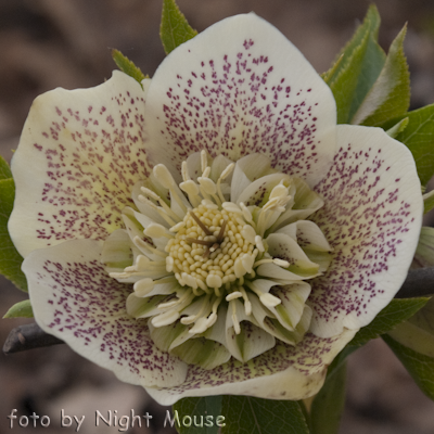 Helleborus Spring Touch