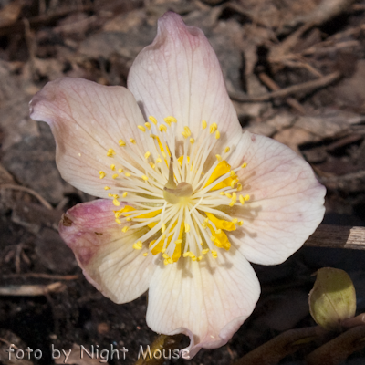 Helleborus Trollo