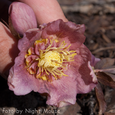 Helleborus Will`s Rote Rusche