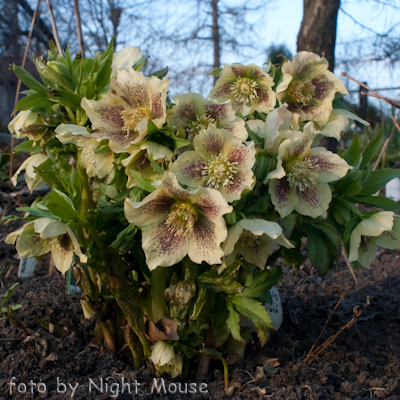 Helleborus Yellow