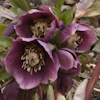 Helleborus abchasicus