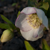 Helleborus Bollene