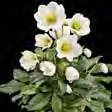 Helleborus David