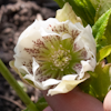 Helleborus Ewelina